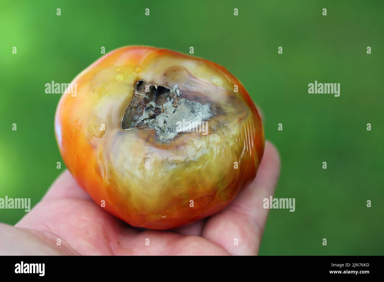 Still green, unripe, young tomato fruits affected by blossom end rot. This physiological disorder in tomato, caused by calcium deficiency. Stock Photo