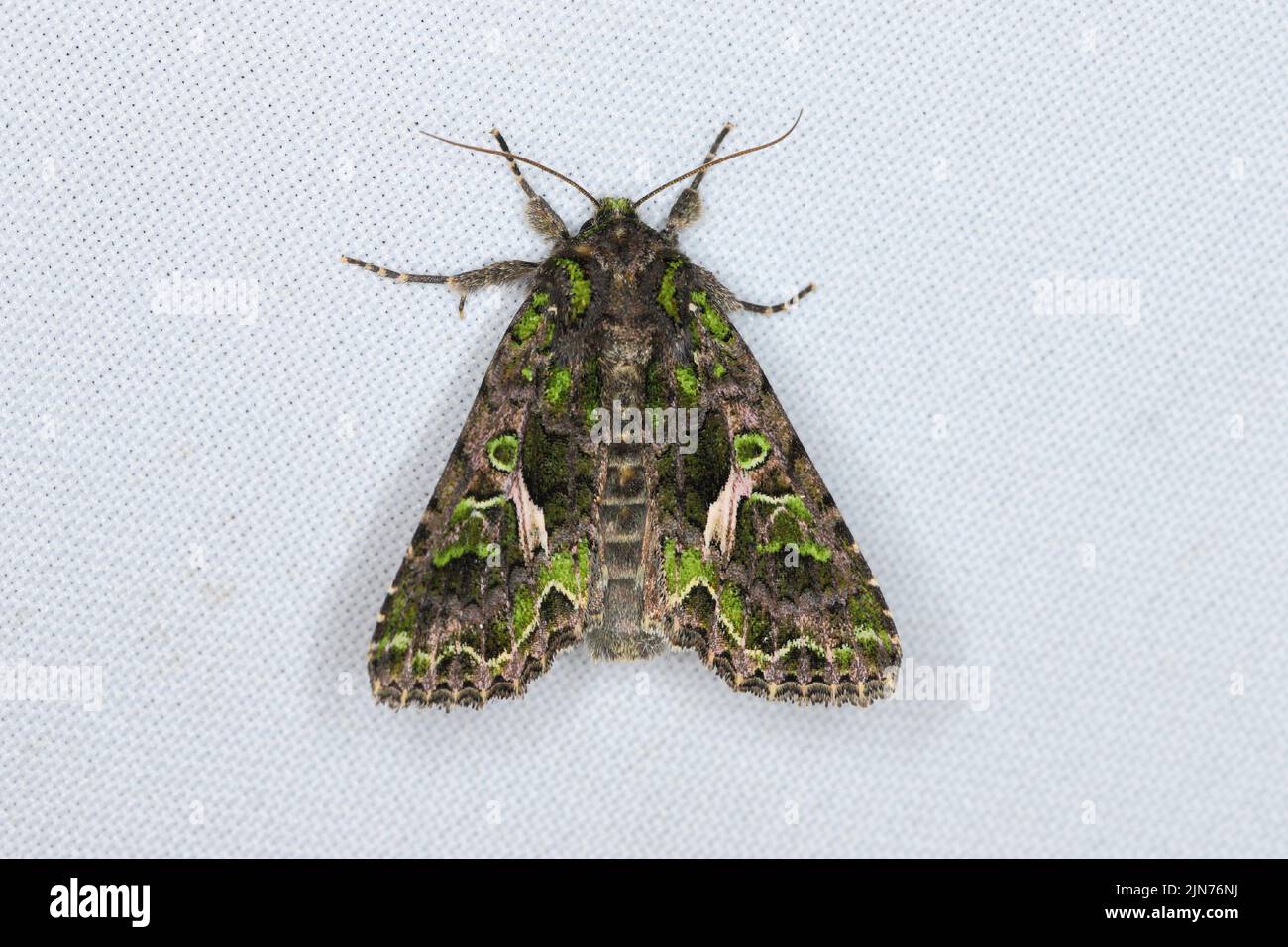 The Orache Moth (Trachea atriplicis). Stock Photo