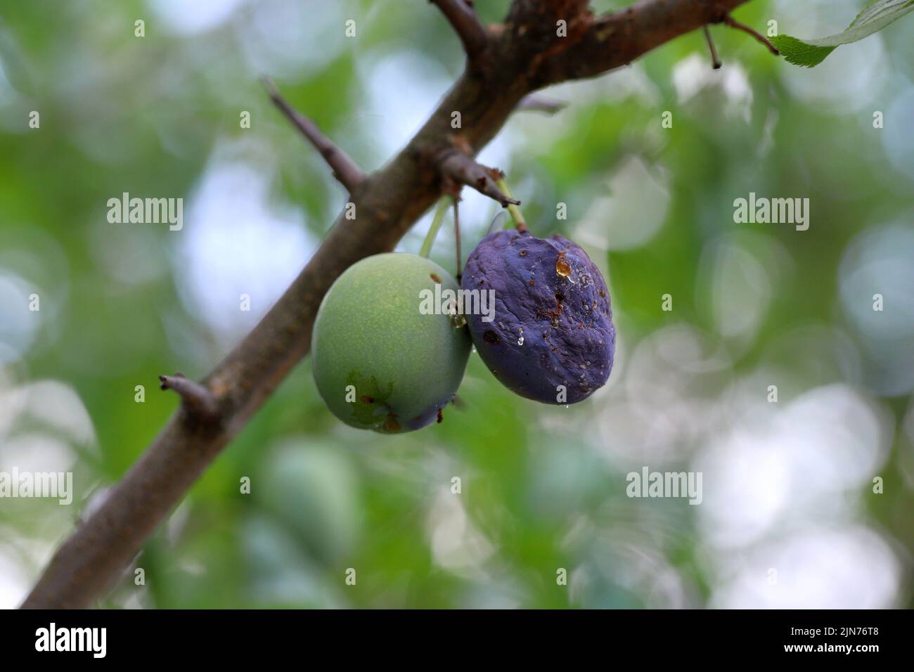 Plum fruit moth, Grapholita funebrana, damaged ripe plum fruits Stock