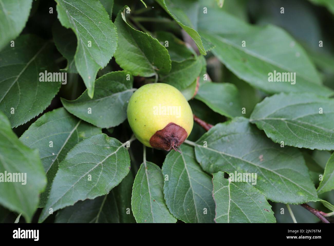 A rotting apple on a tree in an apple orchard. Apple tree disease. Stock Photo