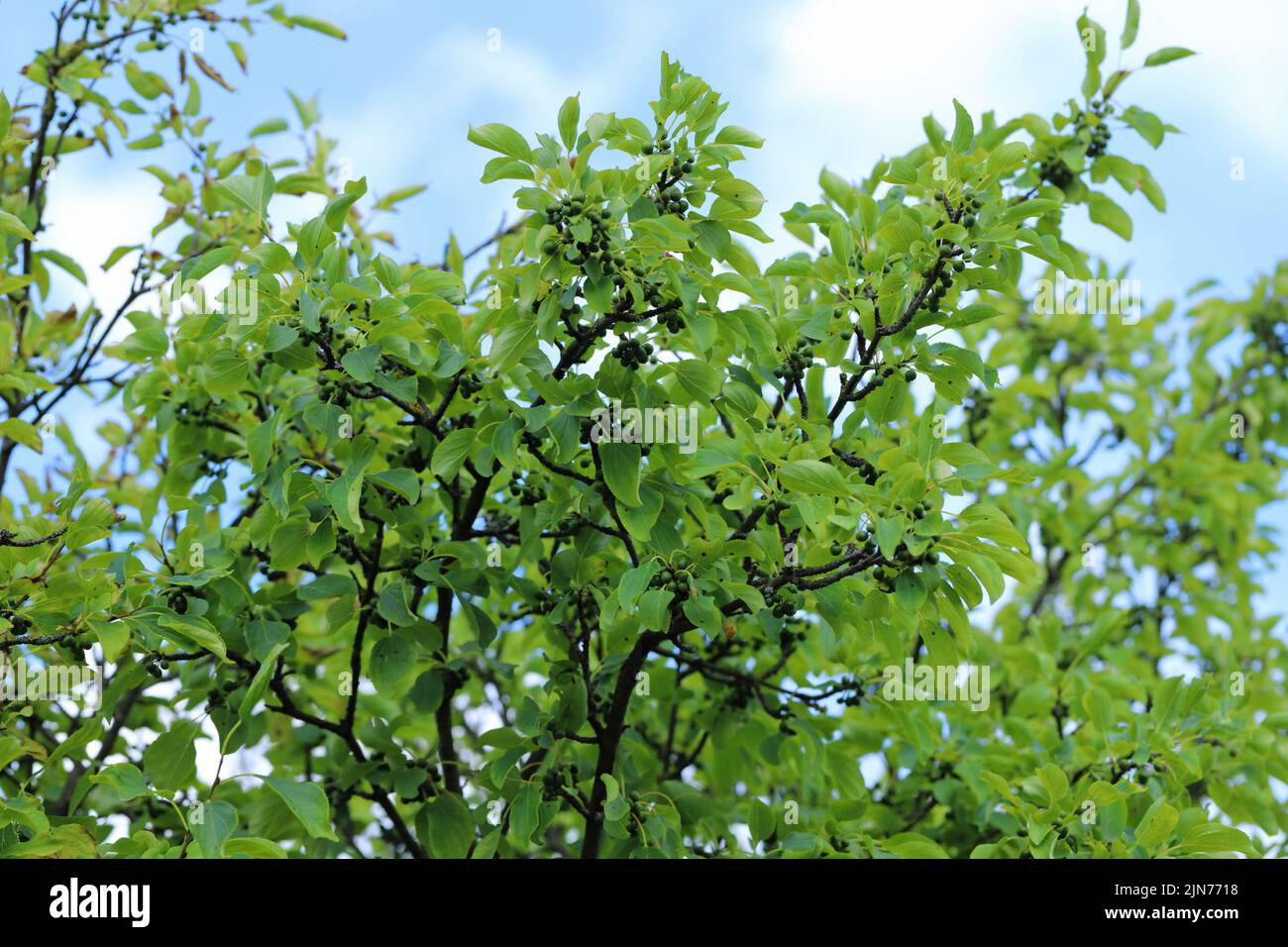 Common buckthorn, Rhamnus catharicus, catharticus. Fruiting shrub. Stock Photo