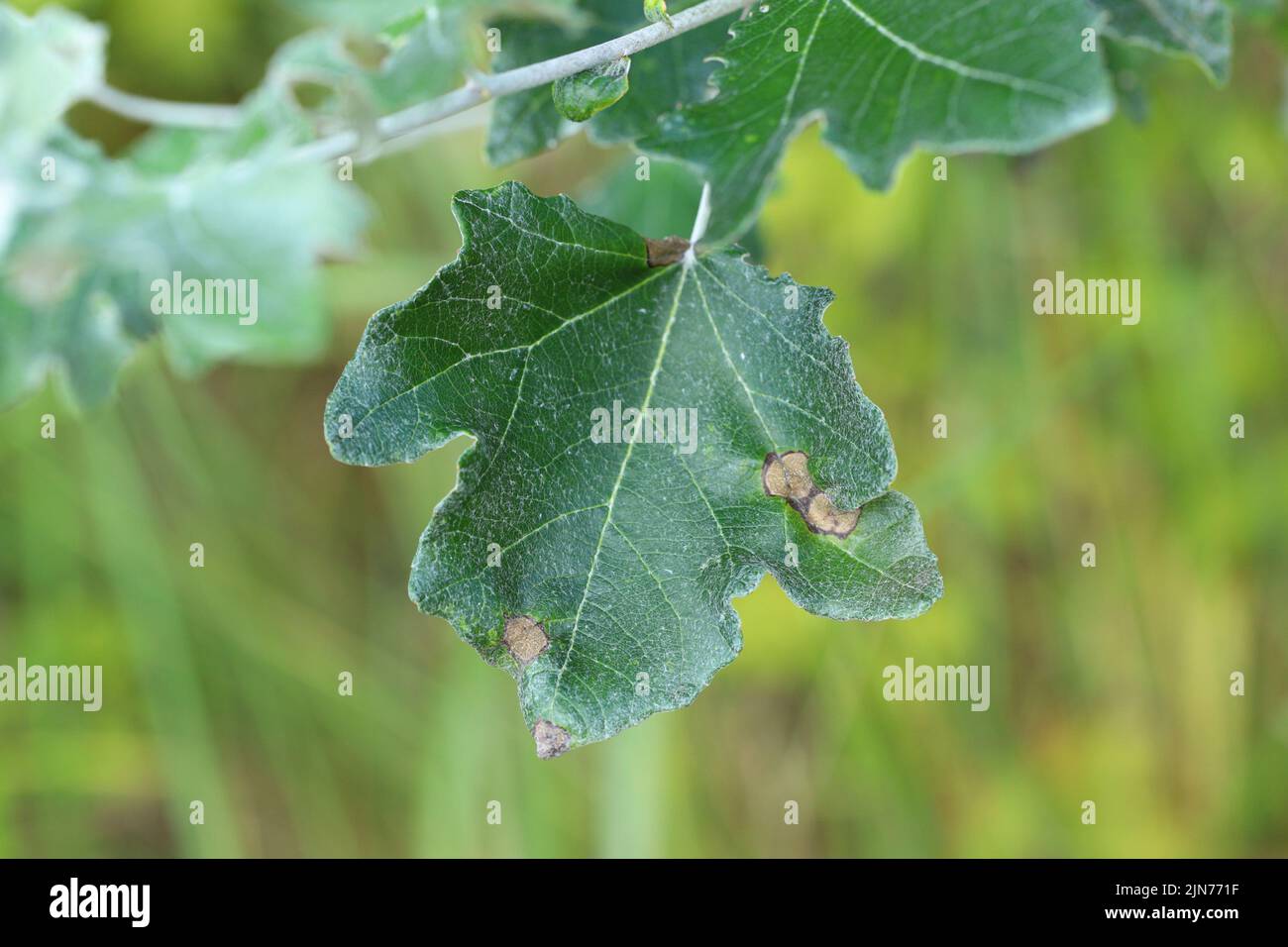White poplar leaf with symptoms of infection, fungal disease. Stock Photo