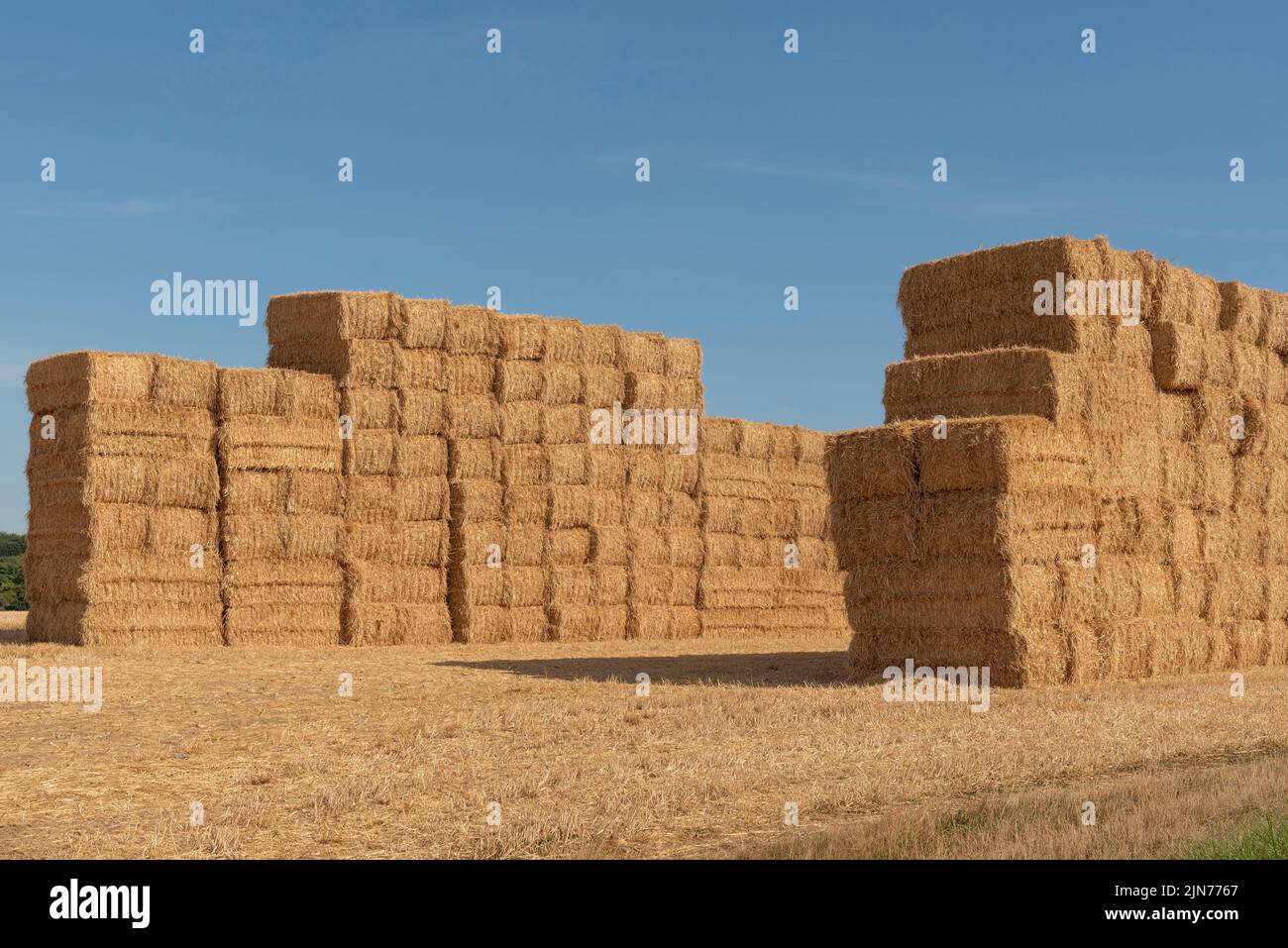 Hampshire, England, UK. 2022. Bales of straw  packed high in a north Hampshire farm await transporting Stock Photo