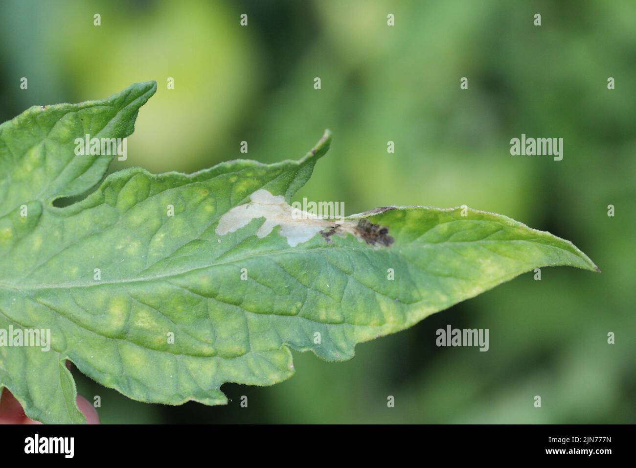 Tomato leaf infestation. Mining between upper and lower leaf surface by Tuta absoluta resulting in clear patches often filled with frass. Stock Photo