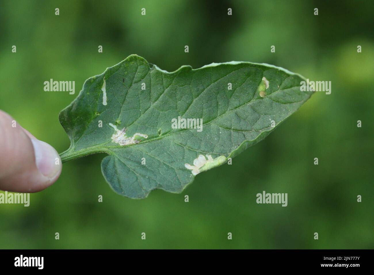 Tomato leaf infestation. Mining between upper and lower leaf surface by Tuta absoluta resulting in clear patches often filled with frass. Stock Photo
