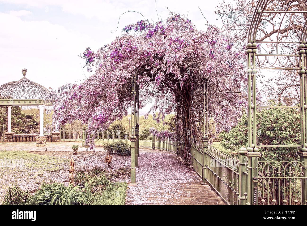 Wisteria in full bloom growing on green wrought iron trellis in ark with lacy gazebo and countryside in background and carpet of purple petals scatter Stock Photo
