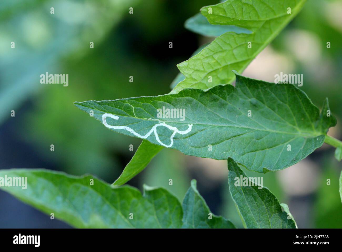 Tomato leaf infestation. Mining between upper and lower leaf surface by Tuta absoluta resulting in clear patches often filled with frass. Stock Photo