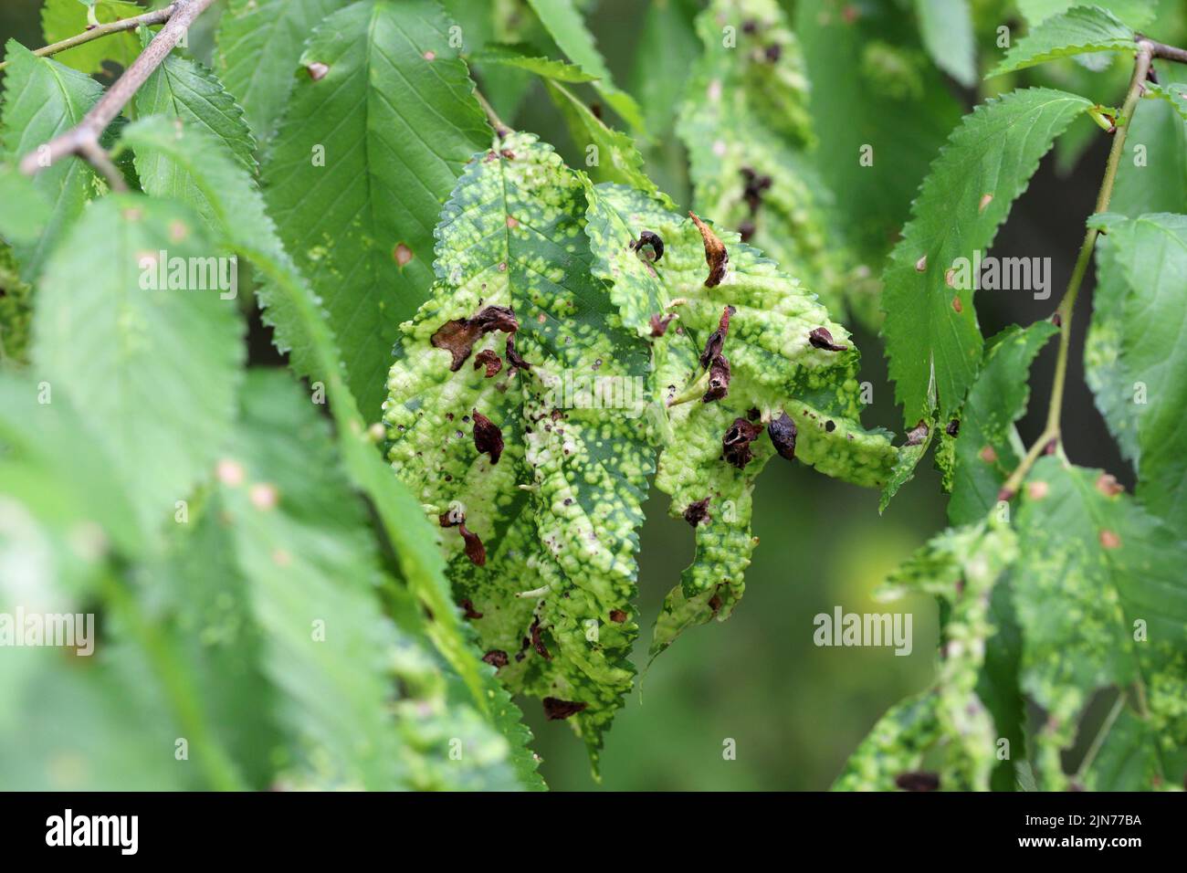Gall of Elm-grass aphid or Elm sack gall aphid (Tetraneura ulmi) on green leaf of Ulmus glabra or Wych elm. Stock Photo