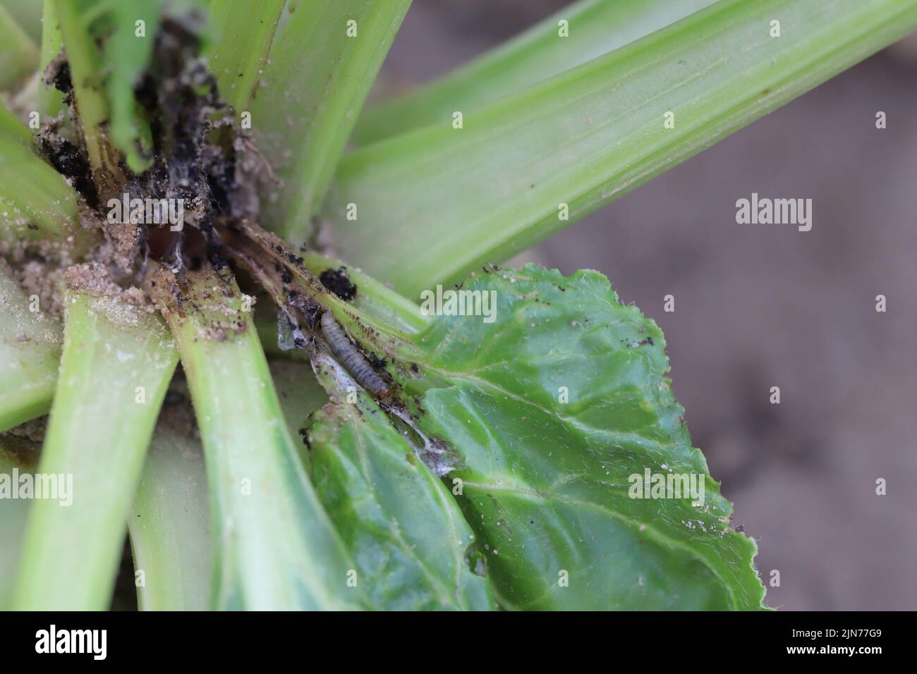 Damaged plants of sugar beet by caterpillars of the beet moth Scrobipalpa ocellatella, is a moth in the family Gelechiidae. This is an important pest. Stock Photo