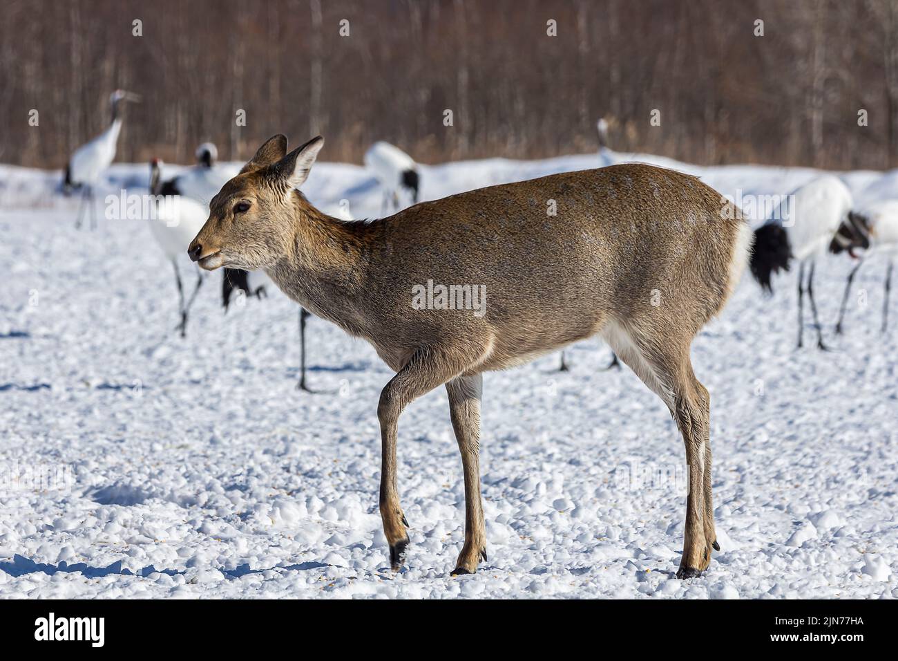 Cervus Nippon Crane Hi res Stock Photography And Images Alamy cervus-nippon-crane-hi-res-stock-photography-and-images-alamy