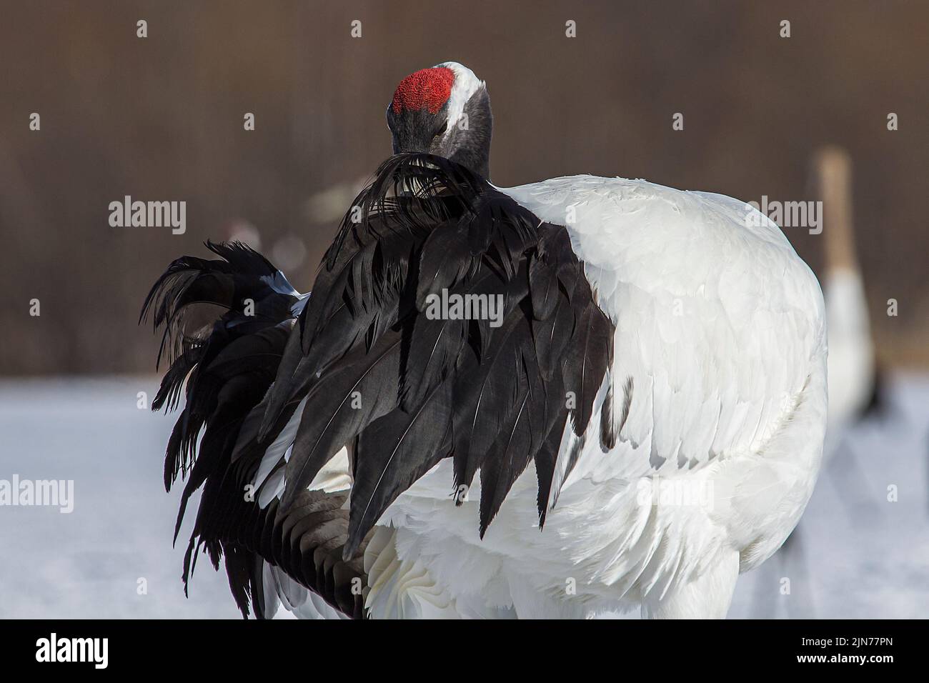 A closeup of a red-crowned crane in the snow in Hokkaido, Japan with ...