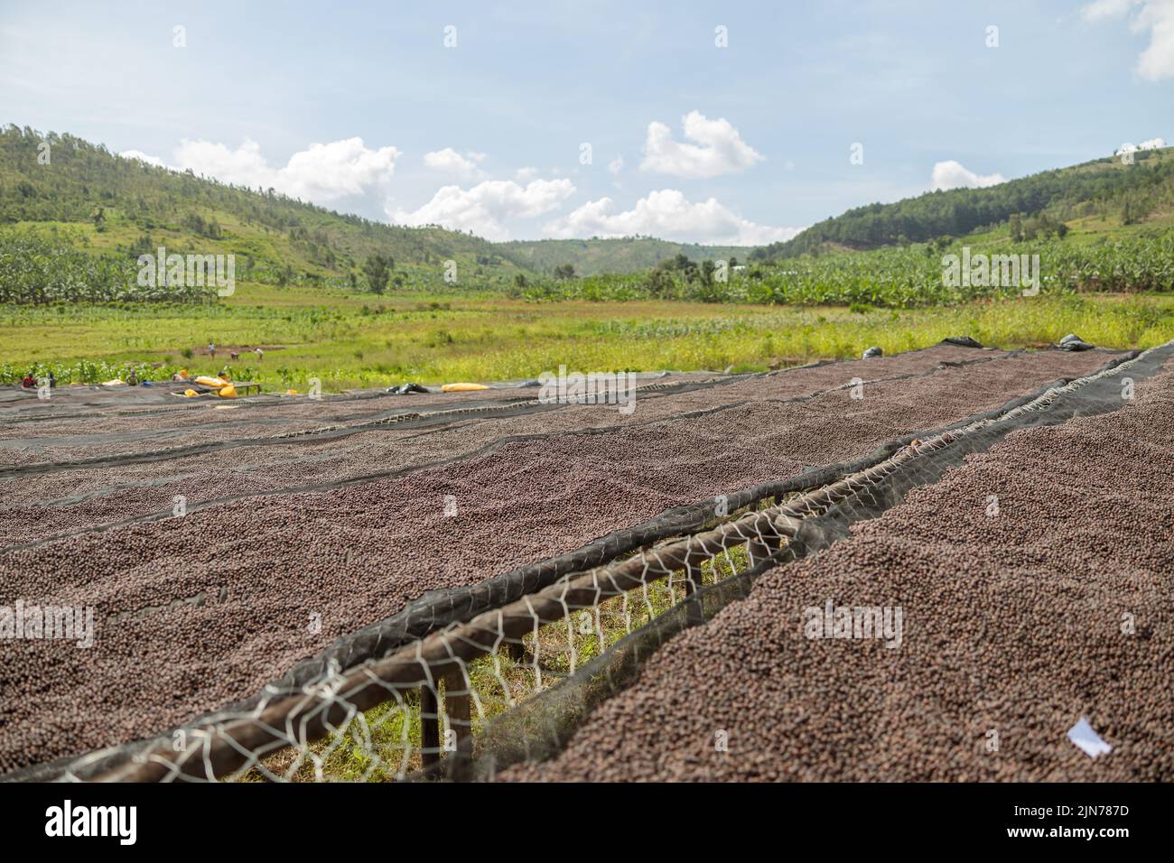 Coffee beans drying in the sun at coffee farm outdoors Stock Photo