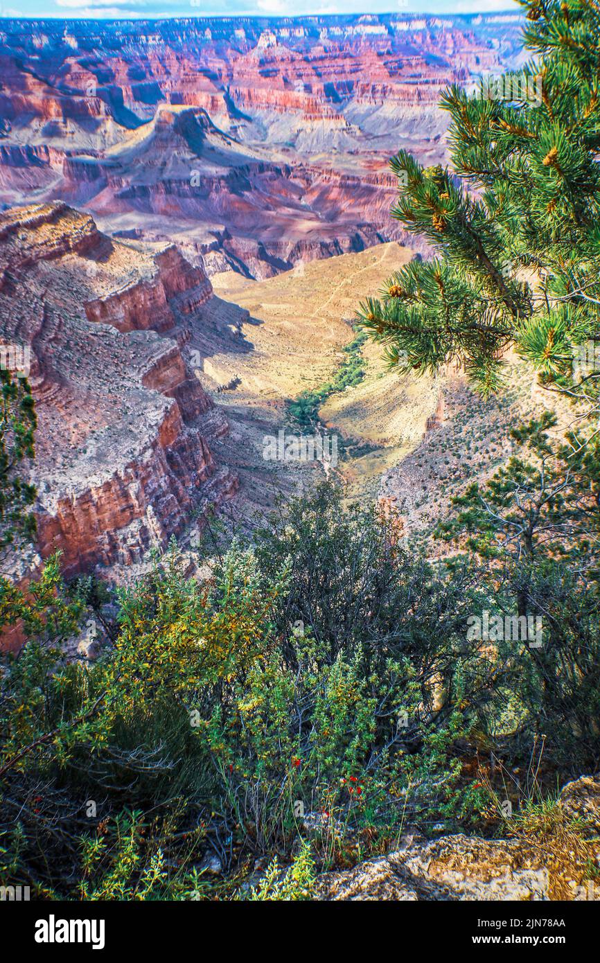 Looking down at majestic Grand Canyon from South Rim framed by pine trees Stock Photo