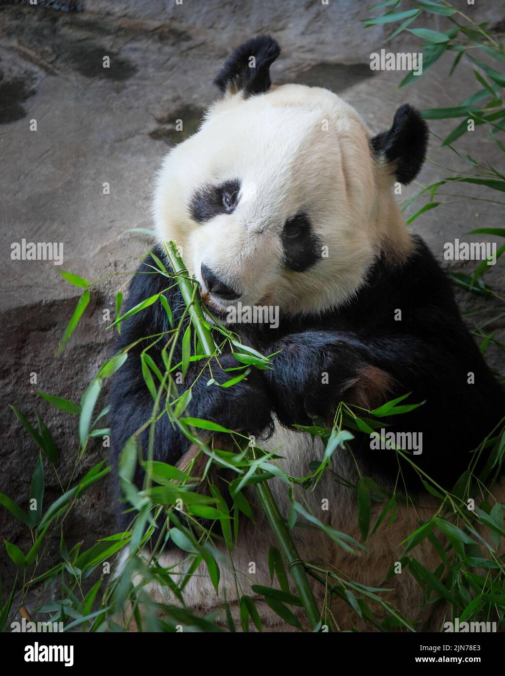 A vertical shot of an adorable panda bear eating bamboo leaves in the ...