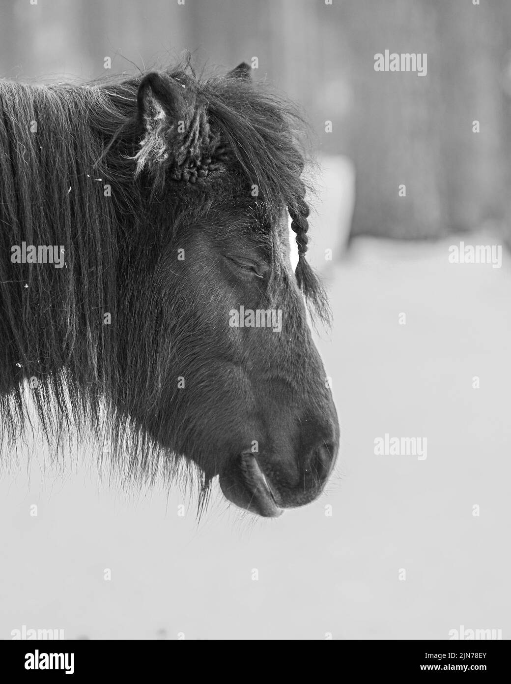 A closeup shot of a head of a horse with adorable braided bangs Stock Photo