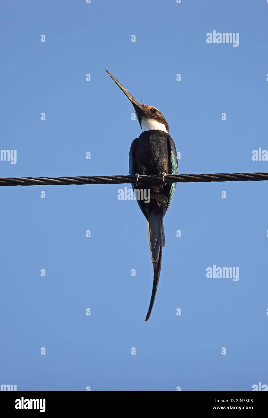 Paradise Jacamar (Galbula dea) adult perched on power-line Rio Azul, Brazil            July Stock Photo