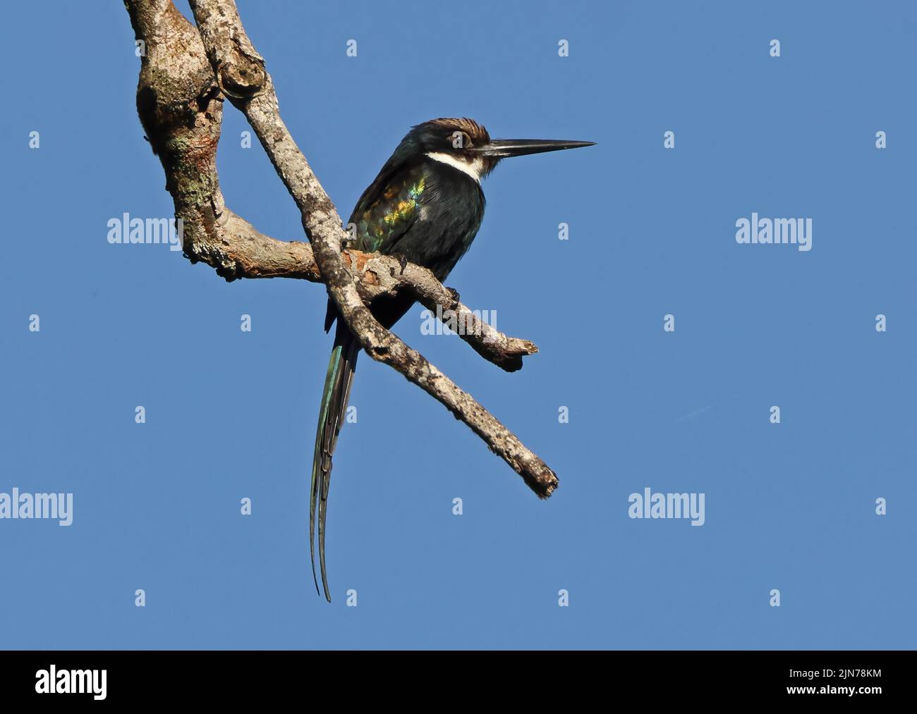 Paradise Jacamar (Galbula dea) adult perched on dead twig Rio Azul, Brazil            July Stock Photo