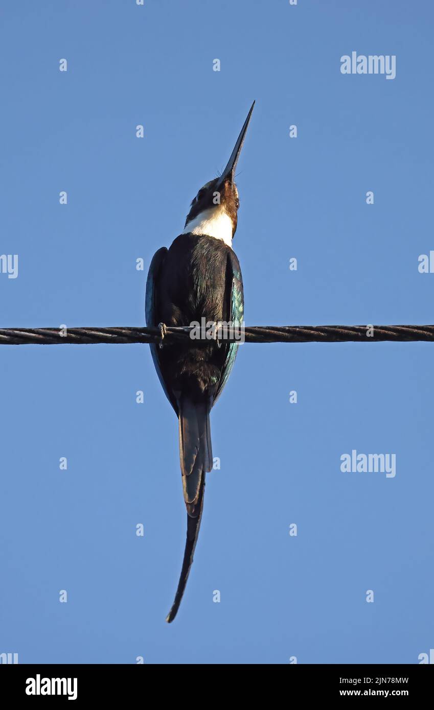 Paradise Jacamar (Galbula dea) adult perched on power-line Rio Azul, Brazil            July Stock Photo