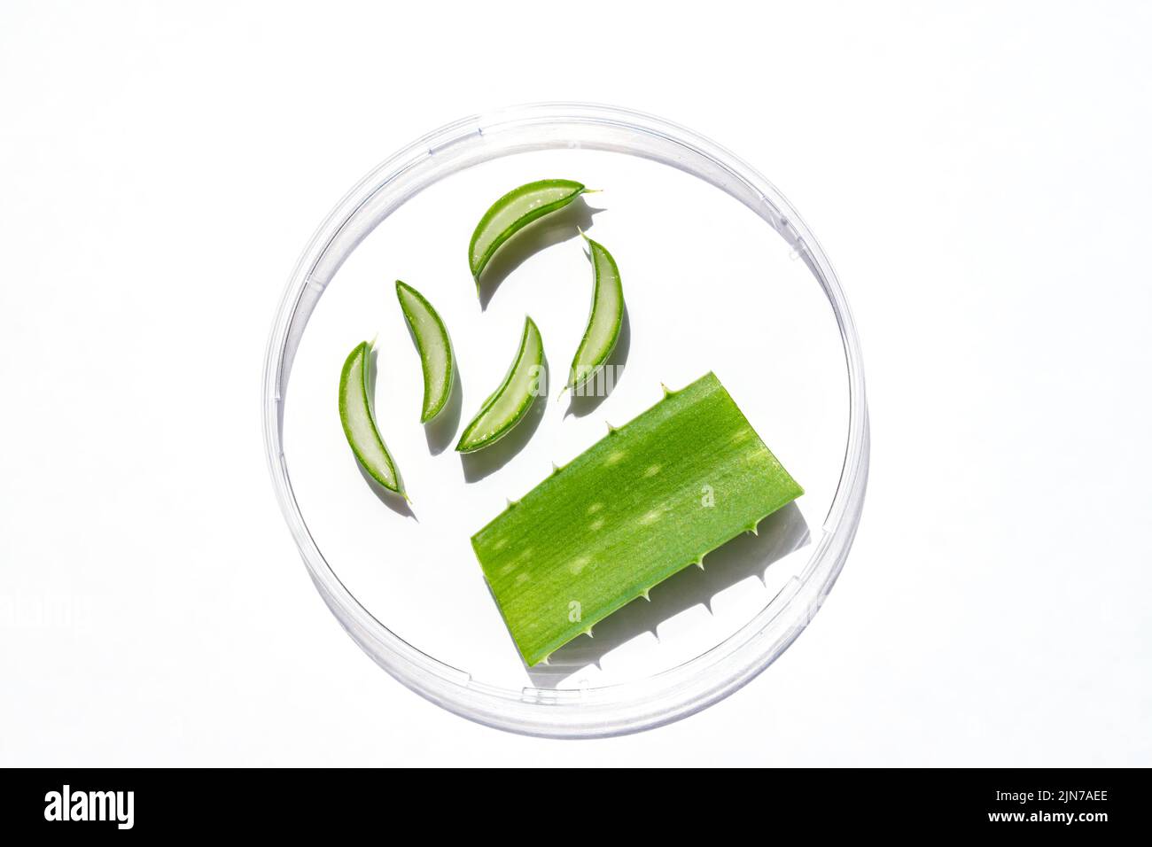 Aloe vera extract research in laboratory with a petri dish on white background for aloe vera