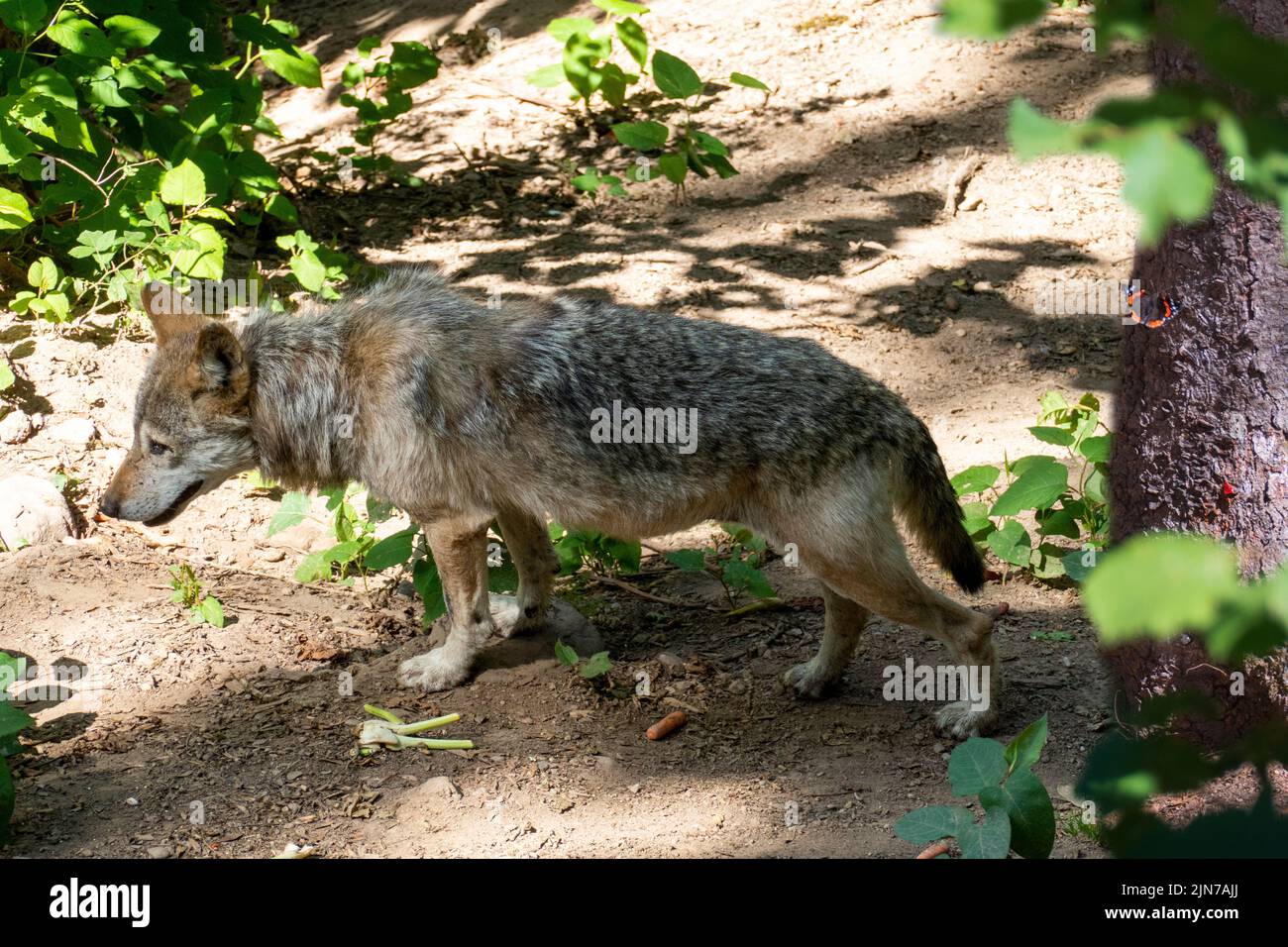 Europäischer Wolf auf Futtersuche im Wald unterwegs Stock Photo