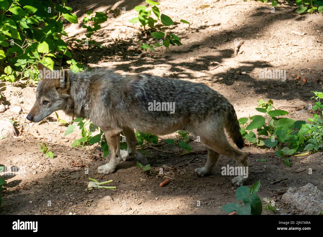 Europäischer Wolf auf Futtersuche im Wald unterwegs Stock Photo