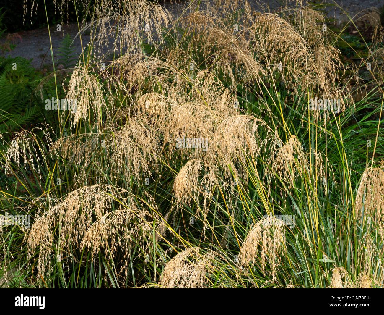 Cascading plumose flowering spikes of the summer blooming hardy evergreen tussock grass, Chionochloa conspicua Stock Photo