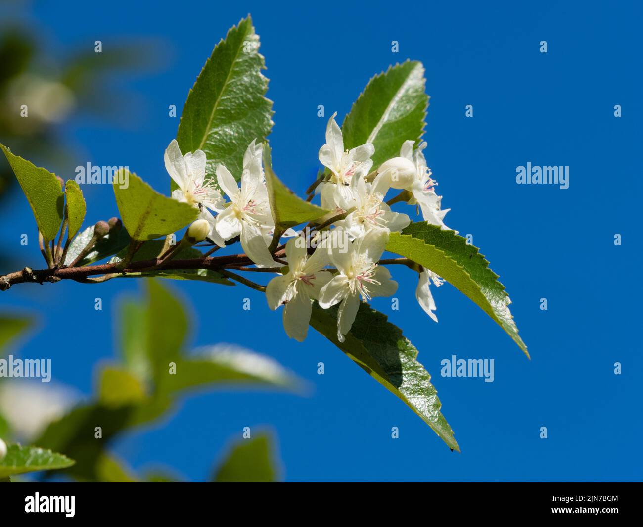 White, later summer flowers of the hardy evergreen New Zealand ribbonwood, Hoheria sexstylosa 'Stardust' Stock Photo