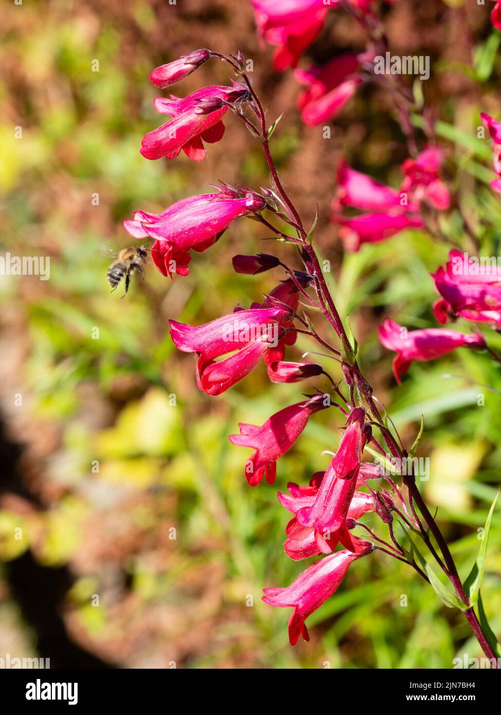 Tubular pink, insect attracting flowers of the hardy perennial sub shrub, Penstemon 'Firebird' Stock Photo