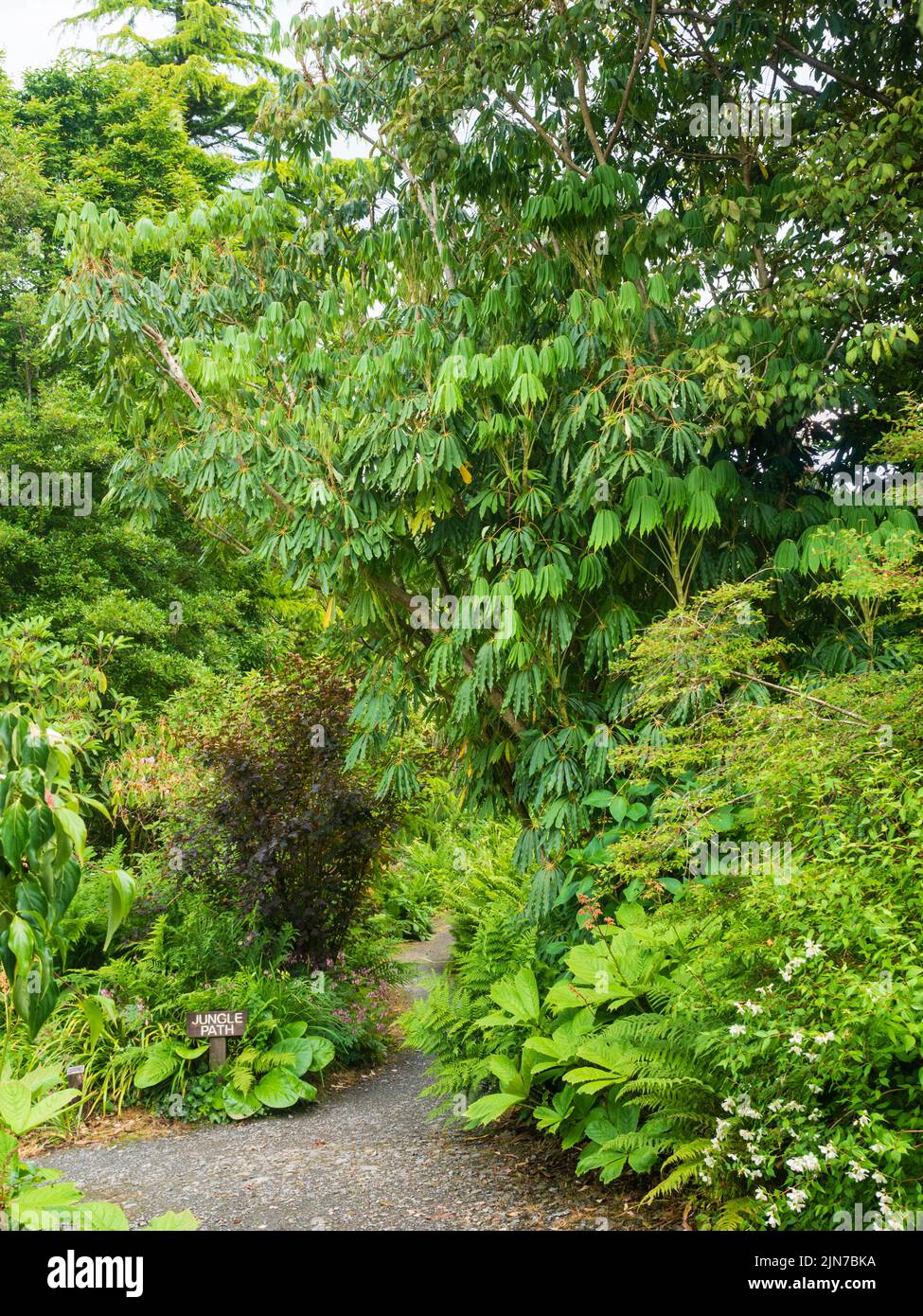 Tropical looking palmate evergreen foliage of The Garden House form of the hardy umbrella tree, Schefflera taiwaniana Stock Photo