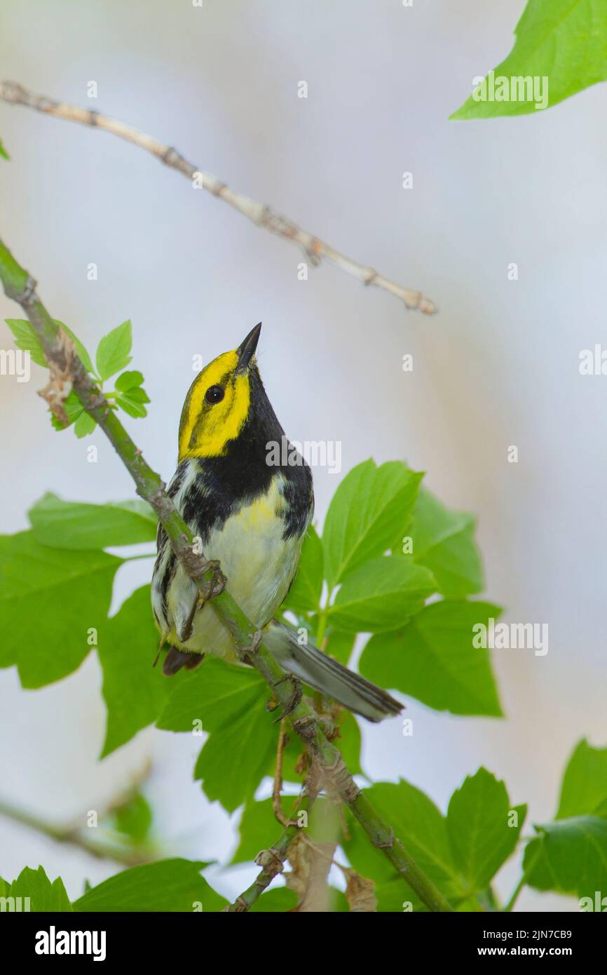 Black-throated Green Warbler (Dendroica virens), male, breeding pllumage Stock Photo