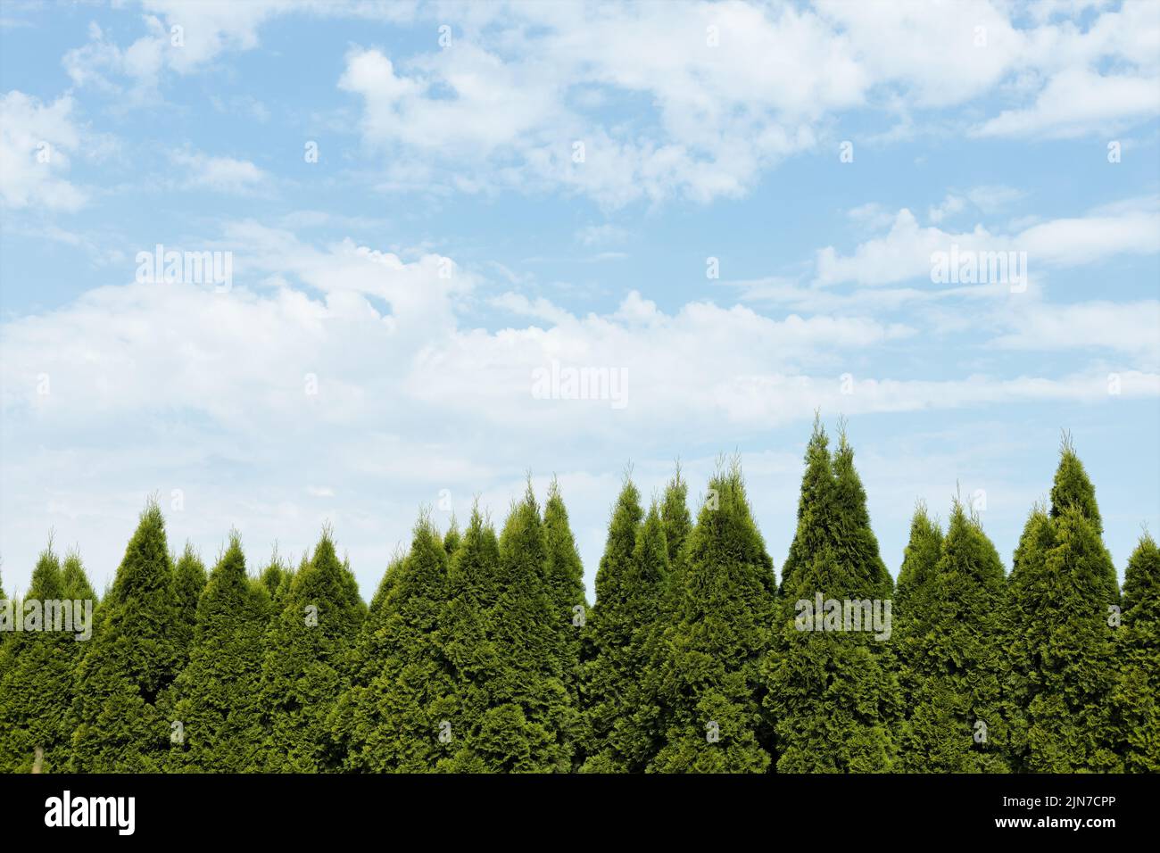 Tips of conifer trees against a blue sky with a few clouds. Stock Photo
