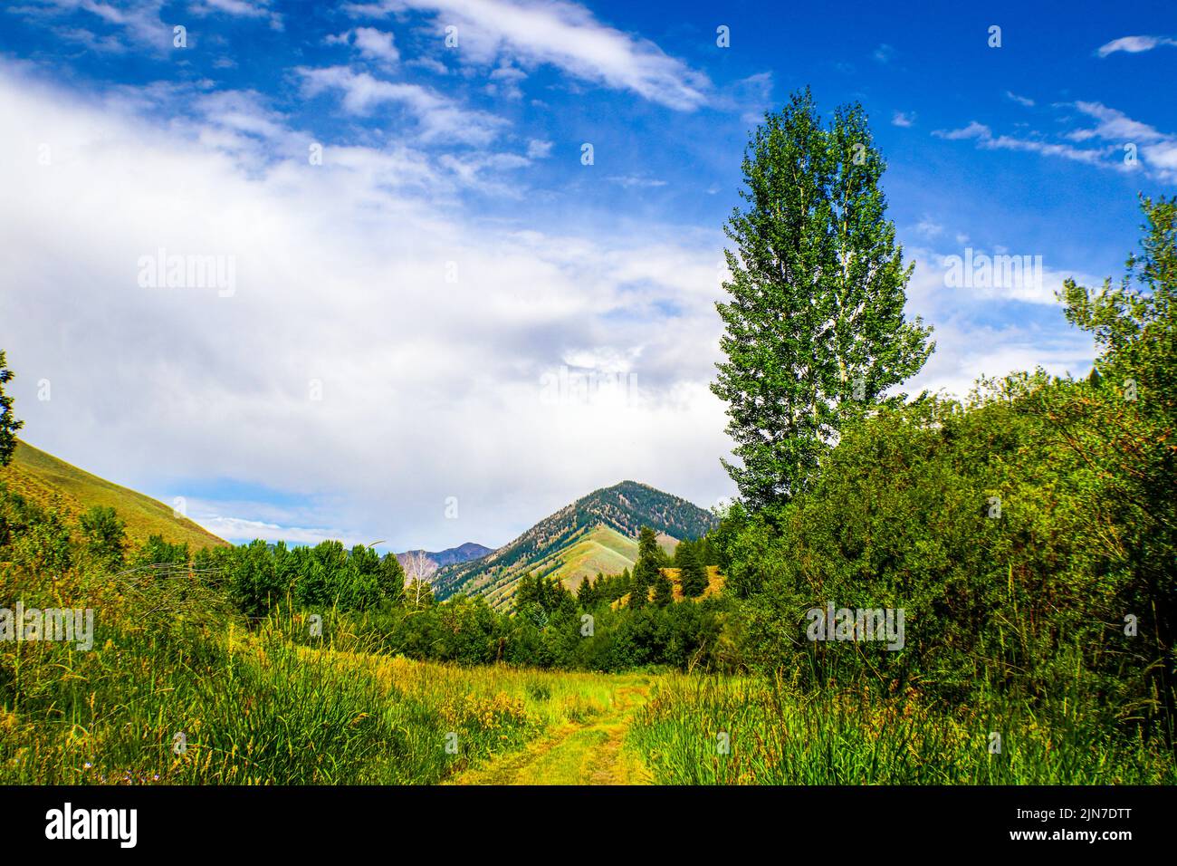 The path not taken - Utah Landscape with meadow trail leading through woods to mountains Stock Photo