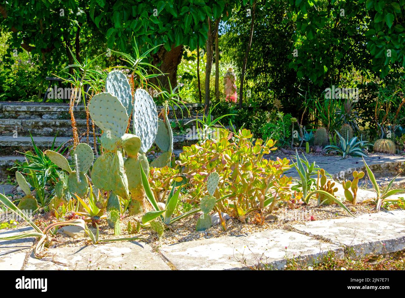 Cactus in dry garden, Great Dixter, East Sussex, Northaim, England, UK Stock Photo