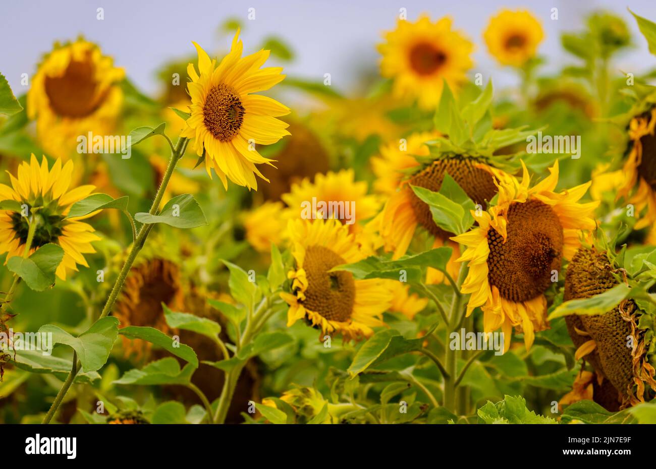 Sunflowers growing in a field with bright yellow flower heads. Agricultural harvest of sunflower seeds for oil production. Dublin, Ireland Stock Photo