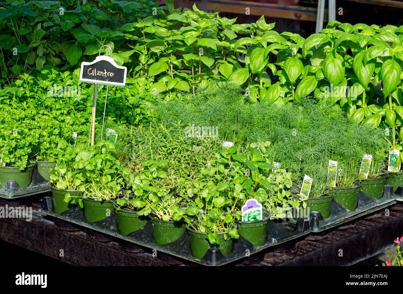 Sustainable herbs hi-res stock photography and images - Alamy
