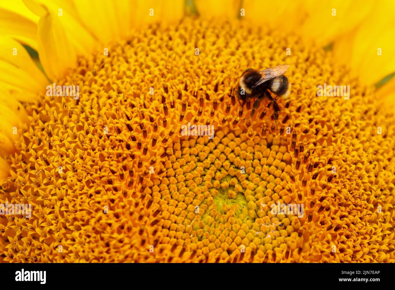 Bee on sunflower, macro closeup. Bright yellow flower 'Helianthus' with insect collecting pollen, nectar. Dublin, Ireland Stock Photo