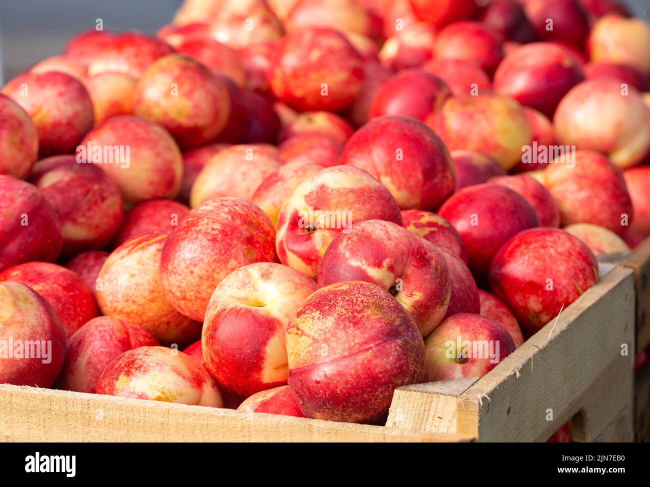 Fresh picked nectarines in wooden crates at a local outdoor market
