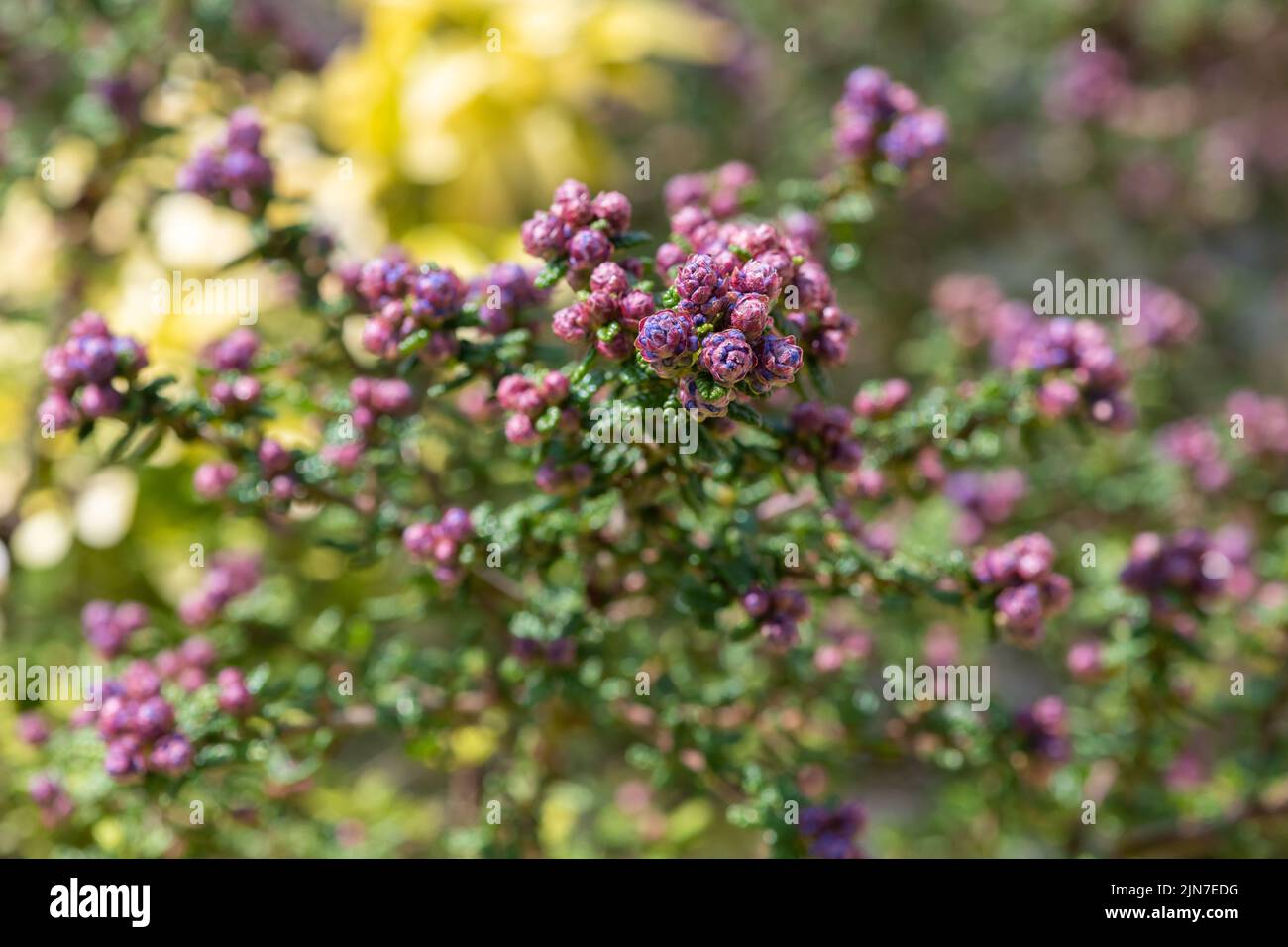 Close up of buds on a California lilac (ceanothus) bush Stock Photo