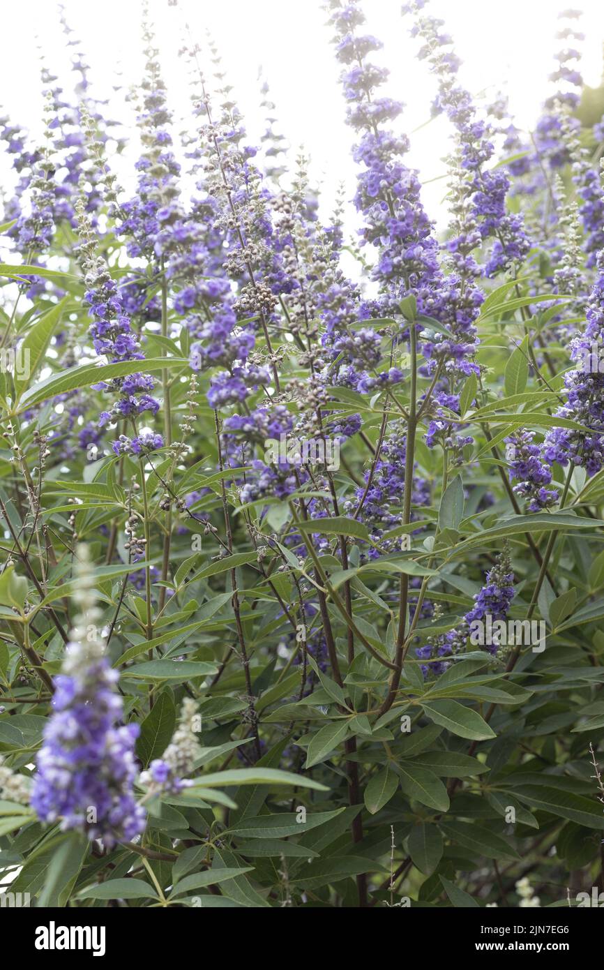 Vitex agnus-castus - chaste tree. Stock Photo