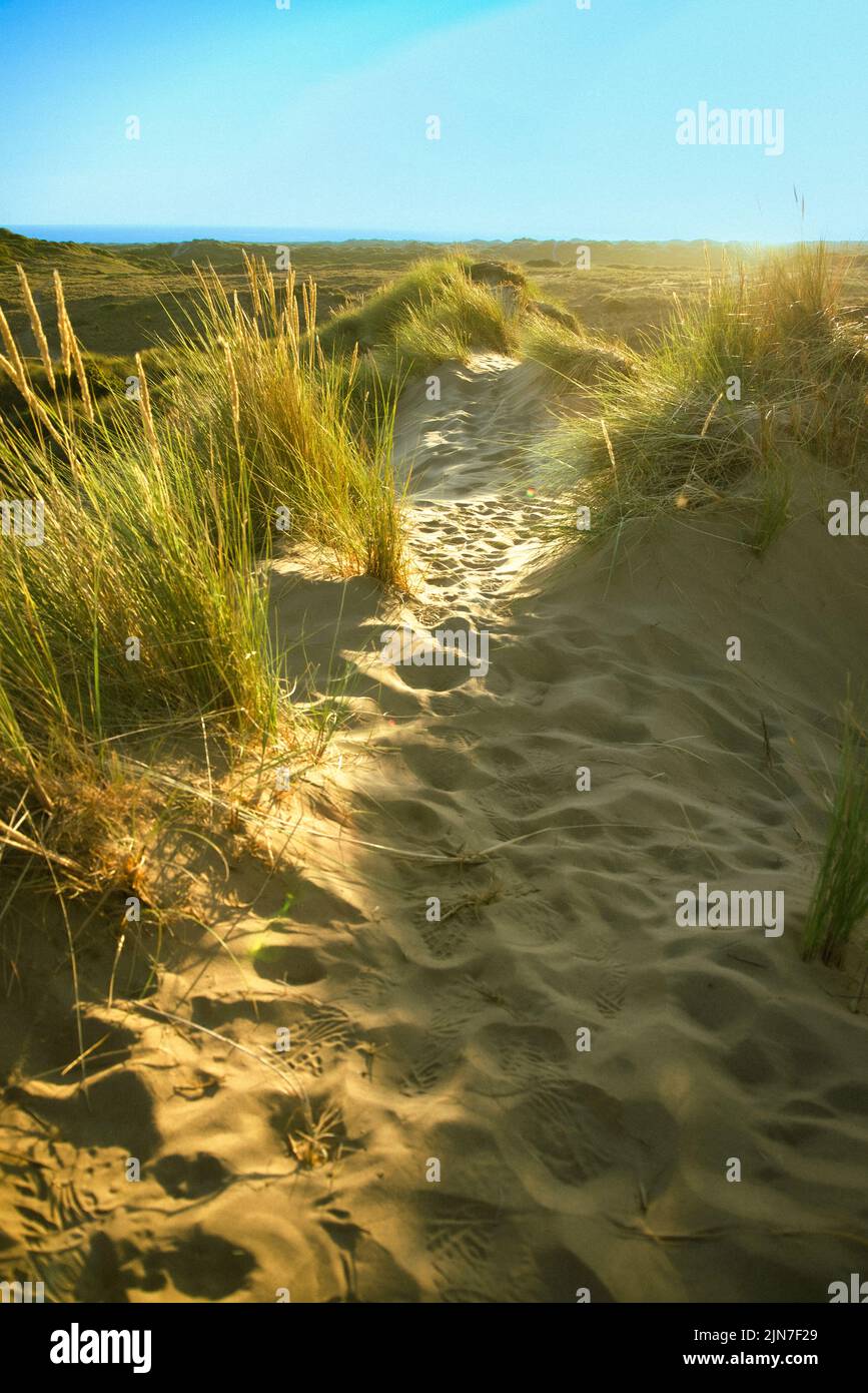 Sand Dunes in a Summer Evening Braunton Burrows North Devon, UK, Large