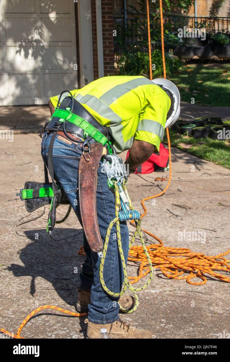 Tree trimmer in hard hat and safety shirt and rigged up with climbing