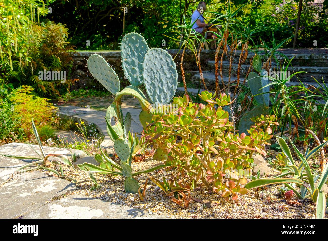 Cactus in dry garden, Great Dixter, East Sussex, England, UK Stock Photo