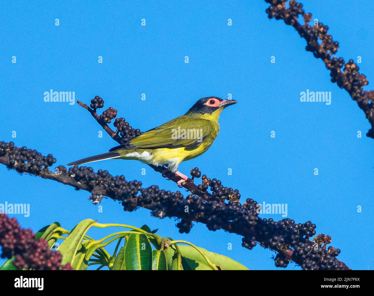 Male Figbird (Sphecotheres flaviventris) perched on a bush with berries, Mungulla Station, Queensland, QLD, Australia Stock Photo