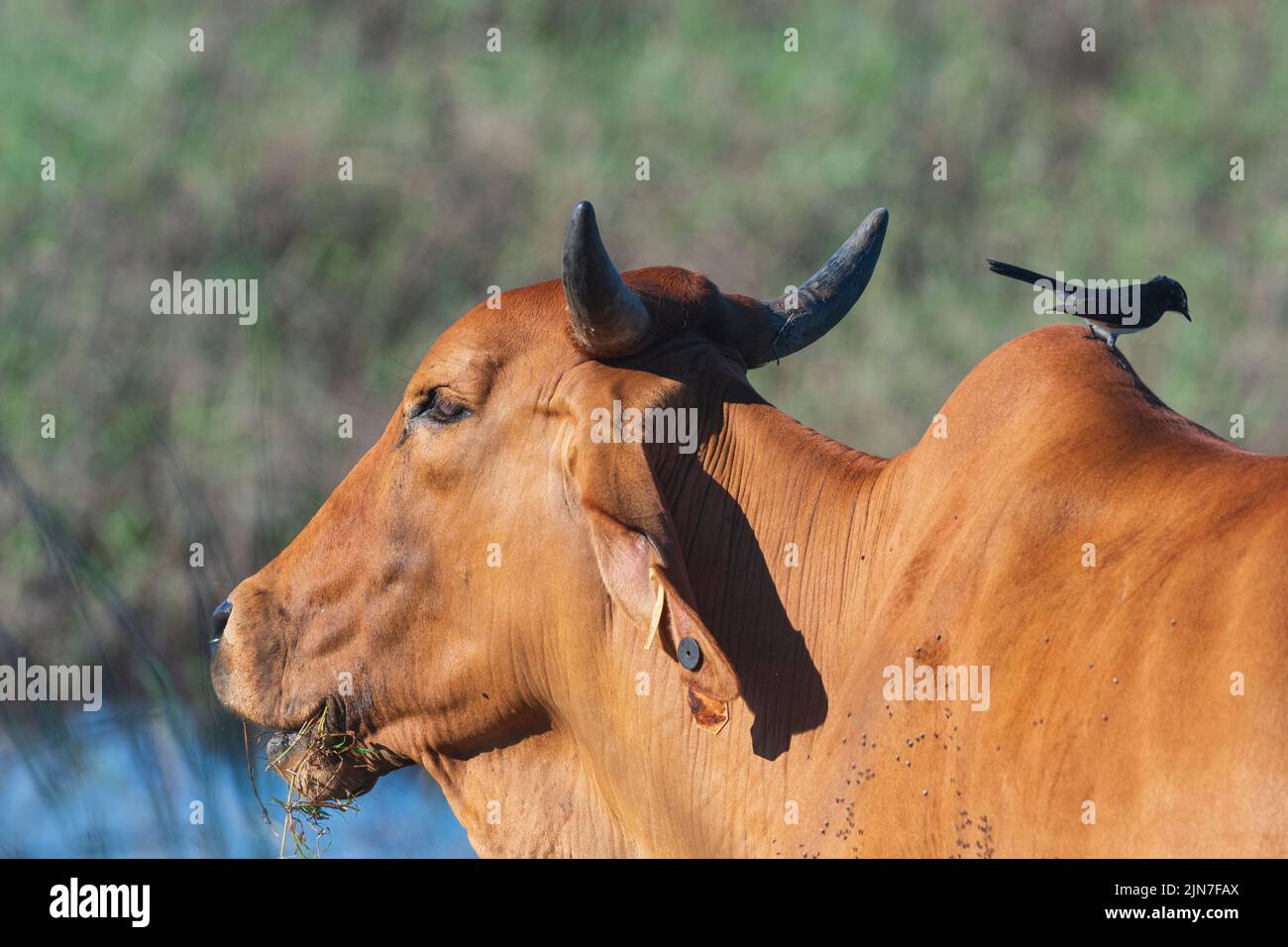 Zebu cattle feeding with a Willie Wagtail (Rhipidura leucophrys) perched on its back, Mungulla Station, Queensland, QLD, Australia Stock Photo