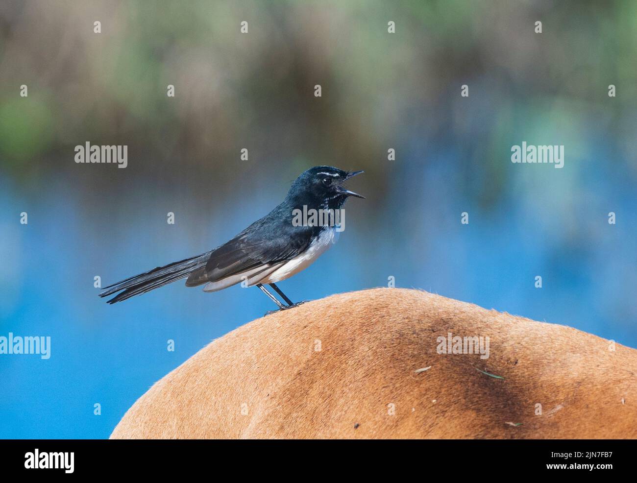 Willie Wagtail (Rhipidura leucophrys) with its beak open calling perched on cattle , Mungulla Station, Queensland, QLD, Australia Stock Photo
