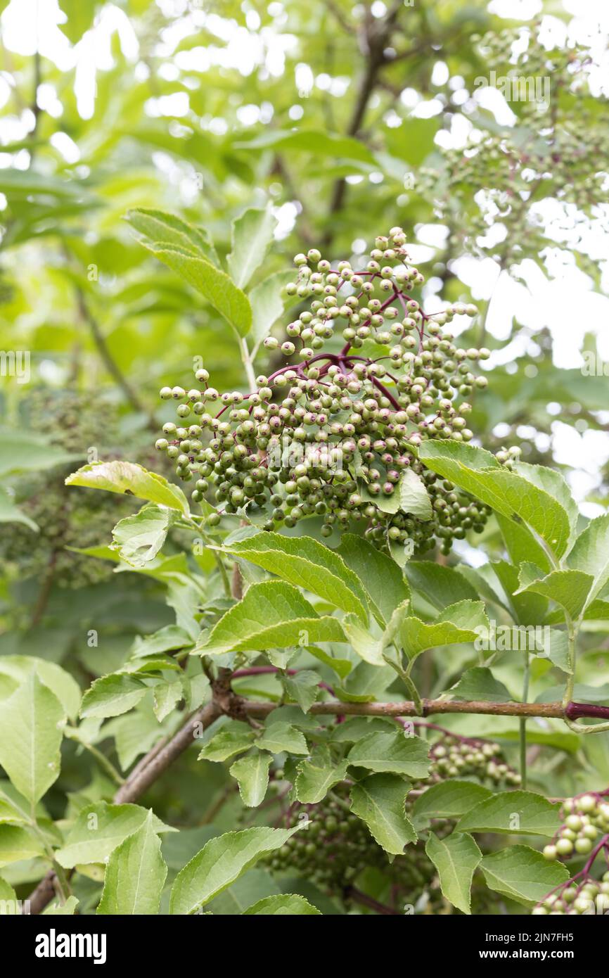 Green unripe berries of an elderberry 'thundercloud' shrub. Stock Photo