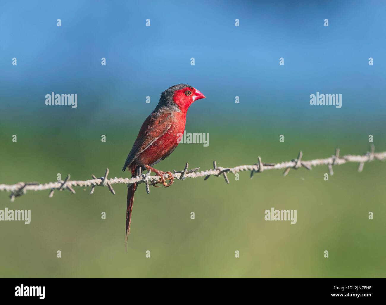 Crimson Finch (Neochmia phaeton) perched on a wire, Mungulla Station, Queensland, QLD, Australia Stock Photo