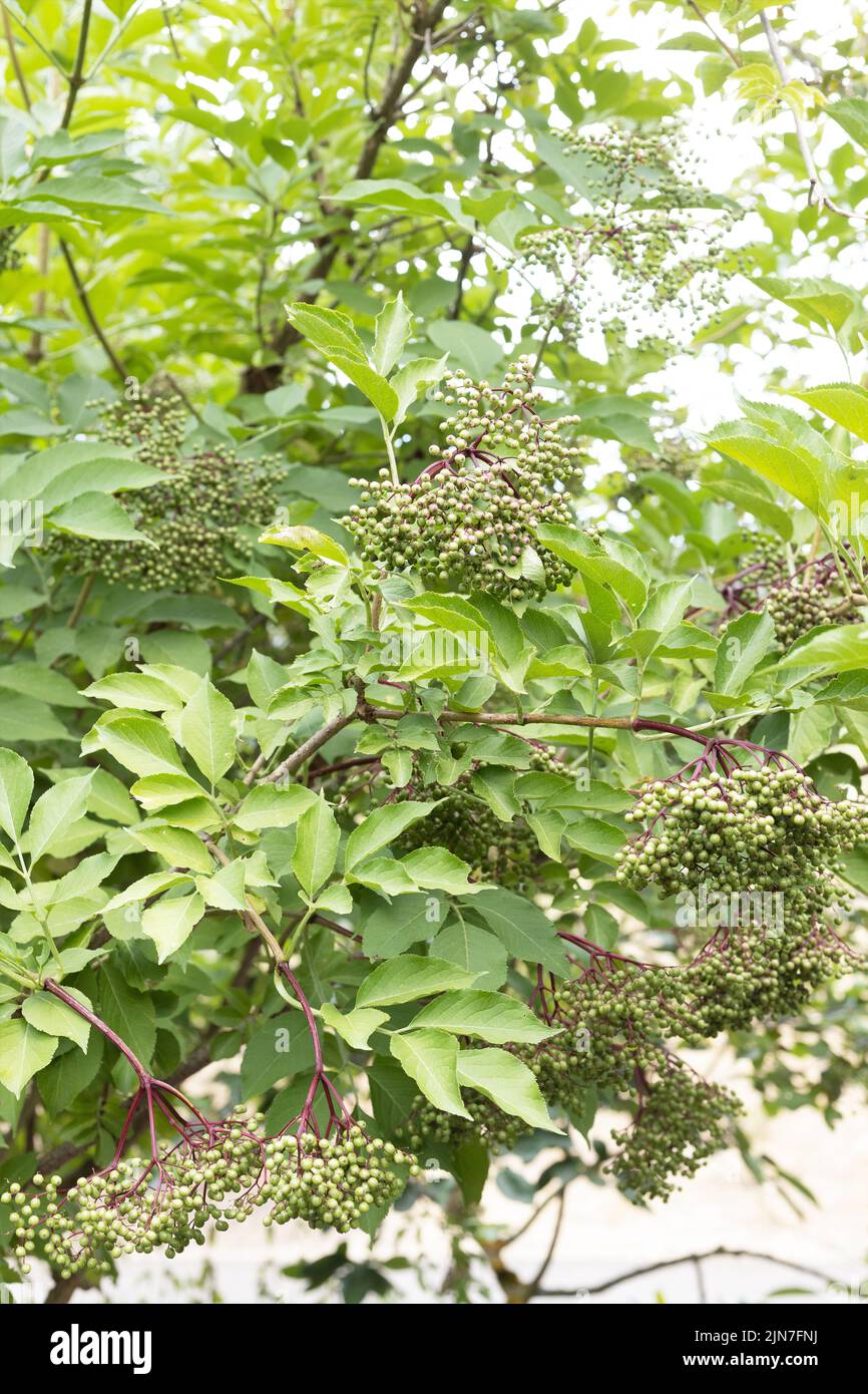 Green unripe berries of an elderberry 'thundercloud' shrub. Stock Photo