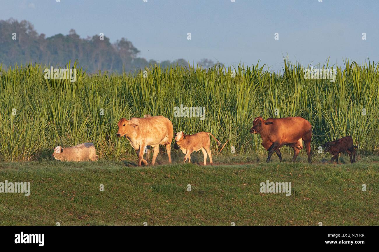 Cattle with calves walking in a field of sugarcane, Mungulla Station, Queensland, QLD, Australia Stock Photo