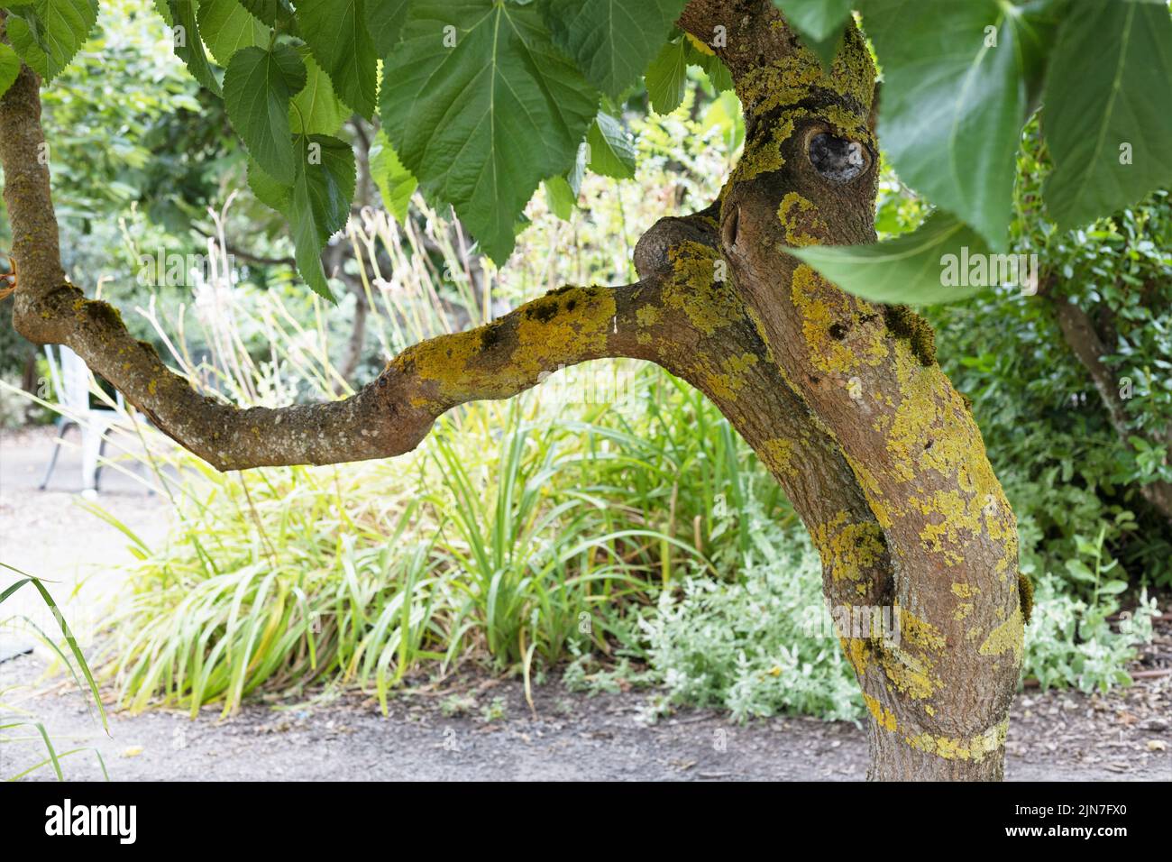 Morus contorted mulberry tree. Stock Photo